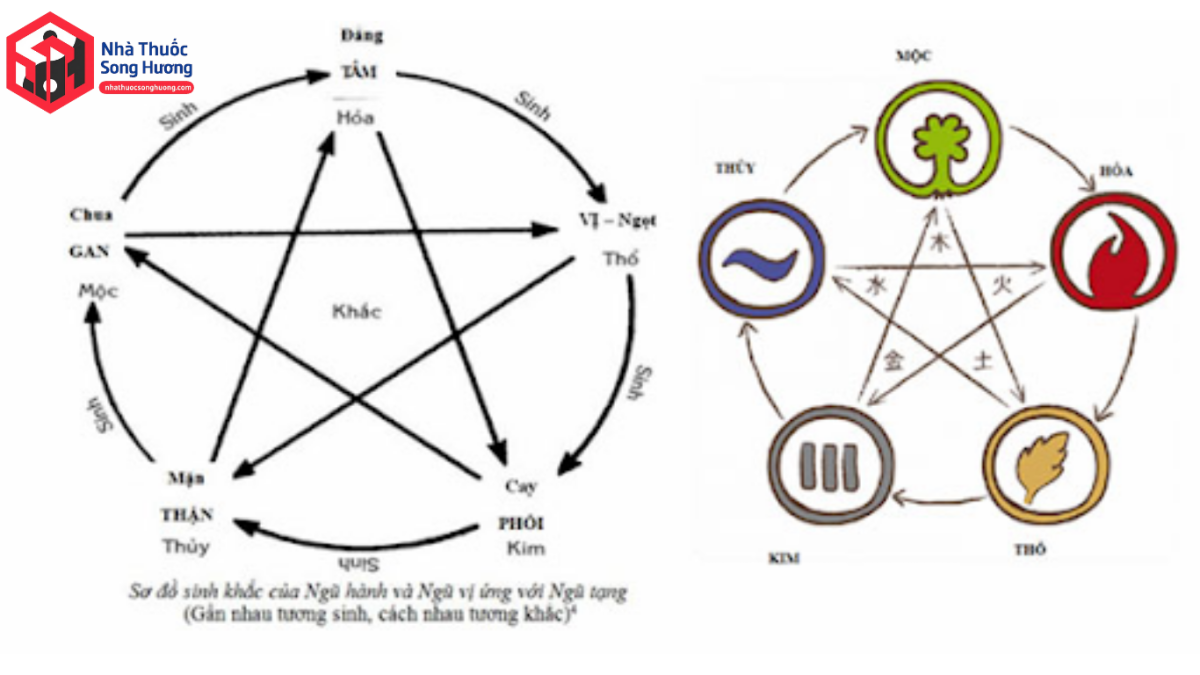 Sơ đồ học thuyết ngũ hành Kim Mộc Thủy Hỏa Thổ trong y học cổ truyền