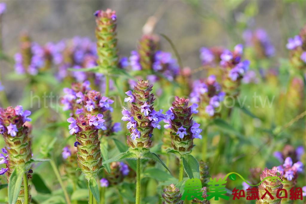 Hạ khô thảo giúp thanh can hỏa, giải uất