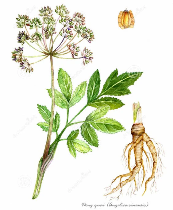 Đương quy bổ huyết, hoạt huyết