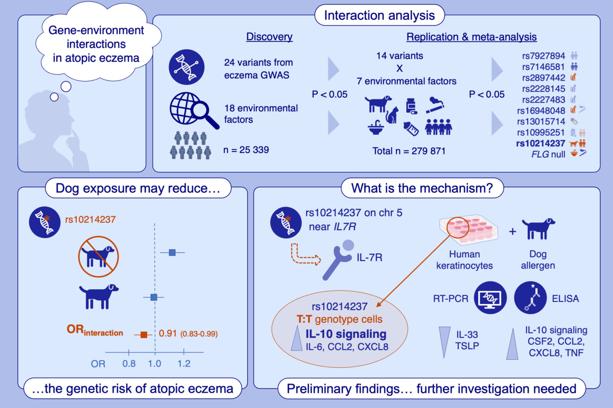 di truyền gây eczema