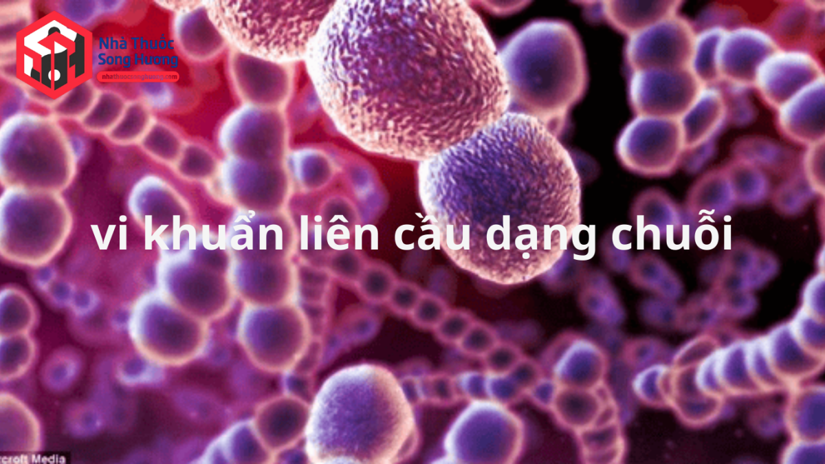 Hình vi khuẩn liên cầu dạng chuỗi