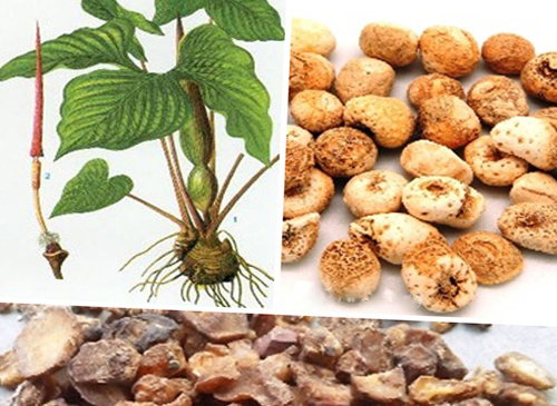 Dược liệu bán hạ đã chế biến an toàn dùng trong Đông y