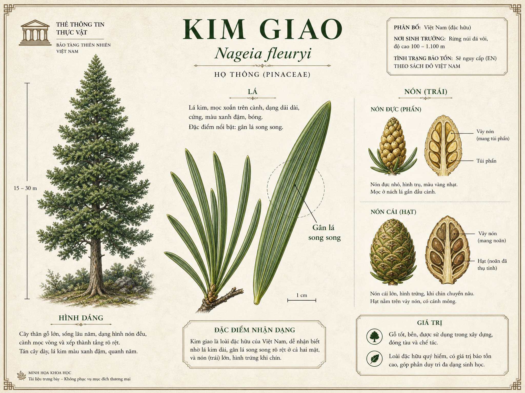 Đặc điểm hình thái giúp nhận diện cây kim giao