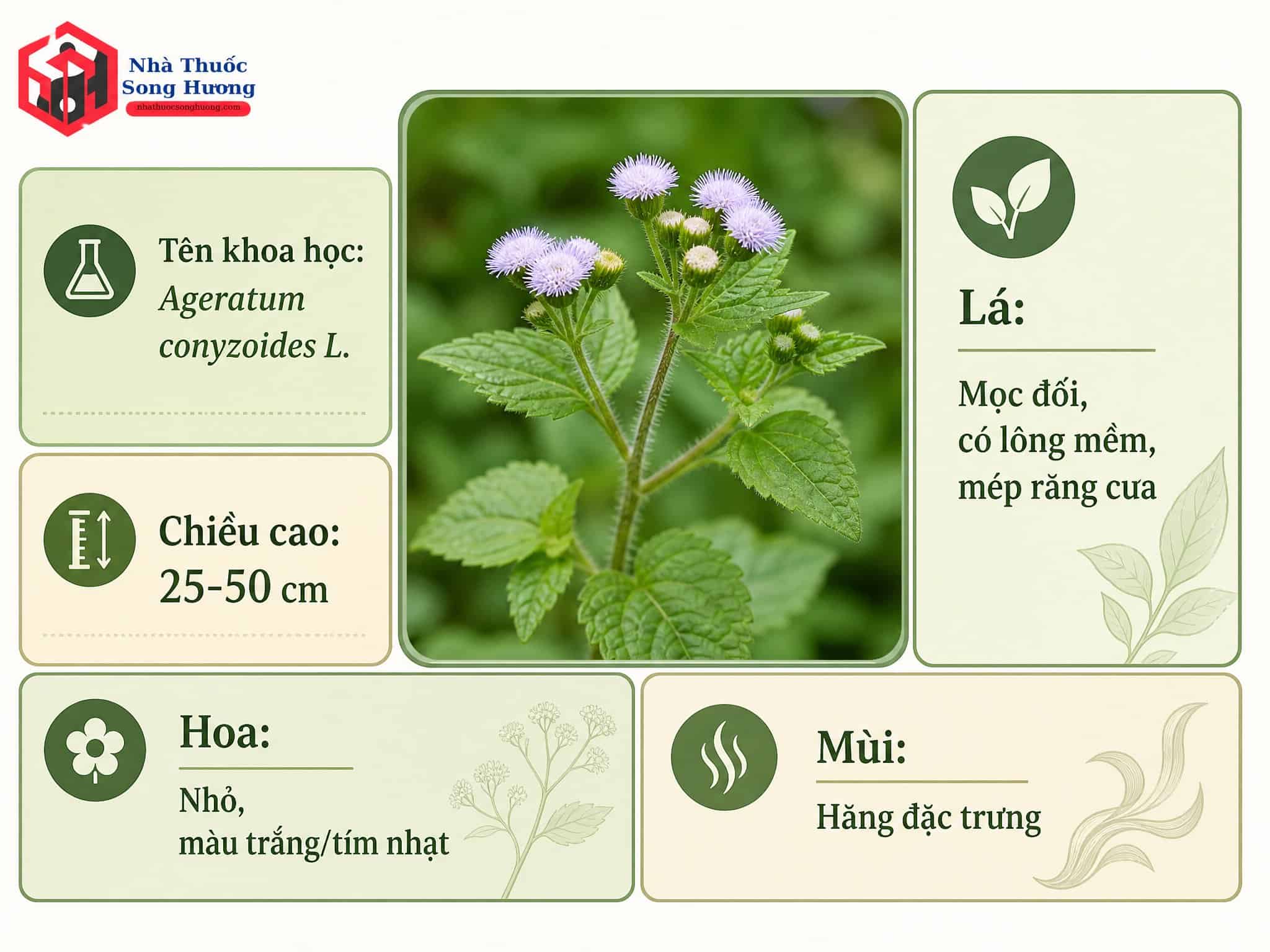 Cây Cứt Lợn dùng trong Đông y, chữa viêm xoang hiệu quả tại Đà Nẵng.