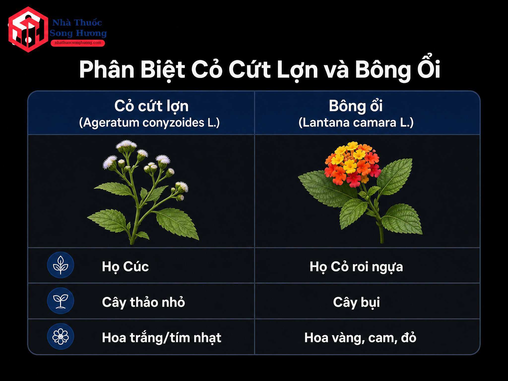 Cây dễ nhầm lẫn