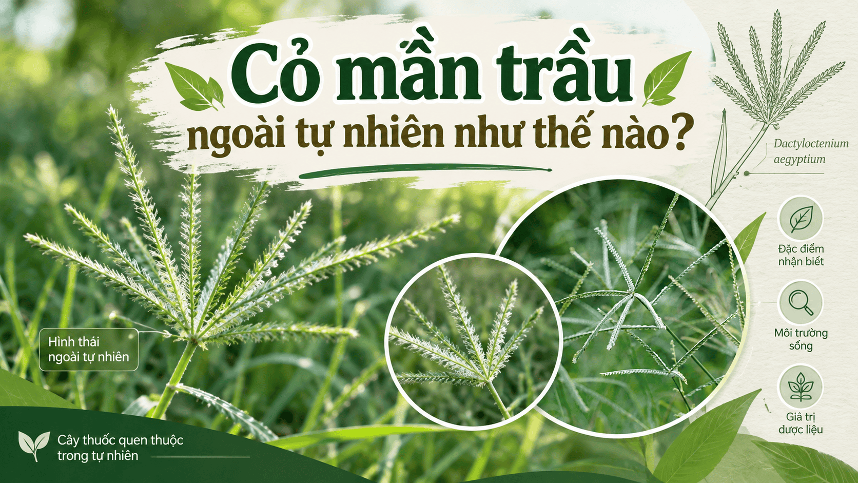 cỏ mần trầu
